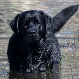 Labrador Retrievers from Wizedogs