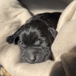 Labrador Retriever Puppies from Labs of Romeo