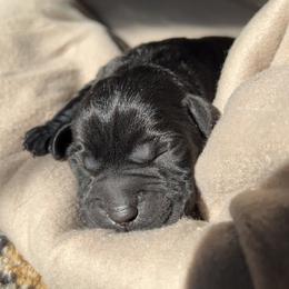Labrador Retriever Puppies from Labs of Romeo