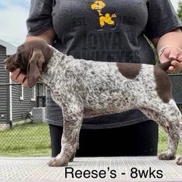 German Shorthaired Pointer Puppies from Wild Rose GSP's