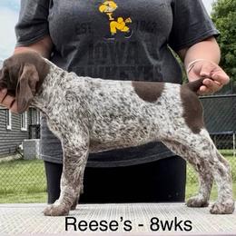 German Shorthaired Pointer Puppies from Wild Rose GSP's