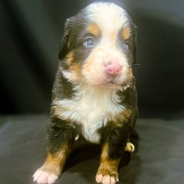 Boy 3 - Black rust and white male Bernese Mountain Dog puppy in Alabama from Dogwood Creek Bernese
