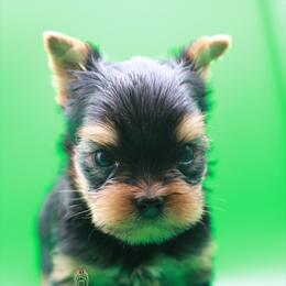 Yorkshire Terrier Puppies from Essence of Grace Yorkies