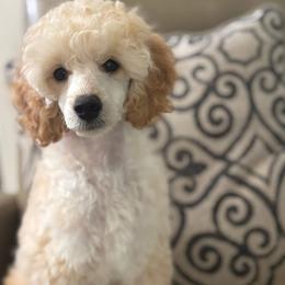 Either Atlas or Apollo after pick - Cream male Poodle puppy in Leesburg, Florida from Merrily Miniature Poodles