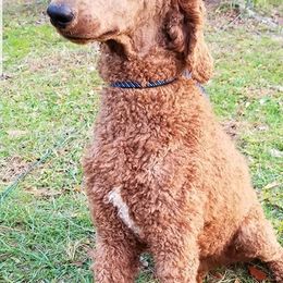 Poodles from Schneider kennel