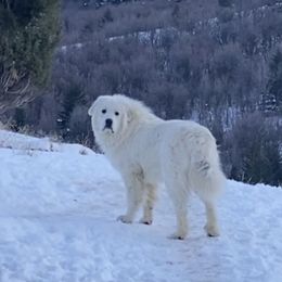 Samuel - Great Pyrenees