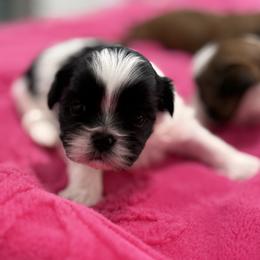 Hanna - Black and white female Shih Tzu puppy in Stafford, Virginia from Bayview Pups