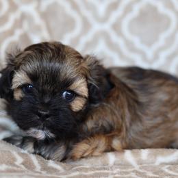 Boy 1 - Brown male Shichon puppy in House Springs, Missouri from Teddy Bear Cuddles