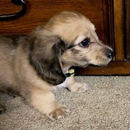 Dachshund Puppies from The Dach Box