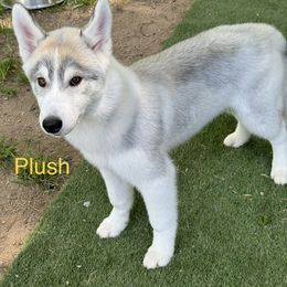 Siberian Husky Puppies from Coldwind Kennel