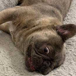 French Bulldogs from Michael Shepherd