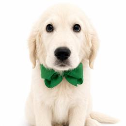 Oscar - Light golden male Golden Retriever puppy in Chicago, Illinois from Urbane Retrievers