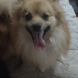 Pomeranian Puppies from Willy the Pomeranian Stud and Lilly's puppies