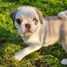 Companion Cross Puppies from Schuster's Pups