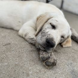 Dilute Retriever and Labrador Retriever Puppies from CKB Labradors