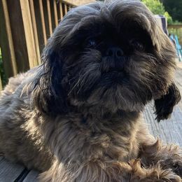 Shih Tzus from Little Lions the Shih Tzu Kingdom