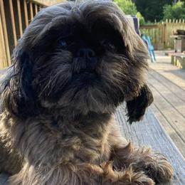 Shih Tzus from Little Lions the Shih Tzu Kingdom