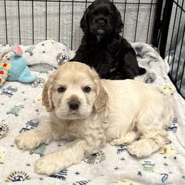 Lacey - Silver female Cocker Spaniel puppy in Ocala, Florida from Ray of Sunshine Spaniels LLC