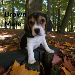 Whatcamacallit - White black and tan male Beagle puppy in Springville, Pennsylvania from Tracker Sky Beagles