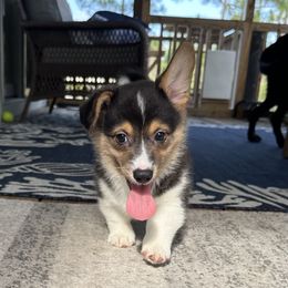 Pembroke Welsh Corgi Puppies from Low Rider Corgis Co