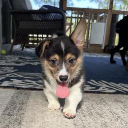 Pembroke Welsh Corgi Puppies from Low Rider Corgis Co