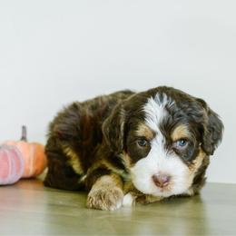 Hazel - female Australian Mountain Doodle puppy in Spanish Fork, Utah from K Brand Doodles