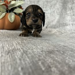 Cato - Cream male Dachshund puppy in Temecula, California from Naomi Magee's Dachshund Kennel