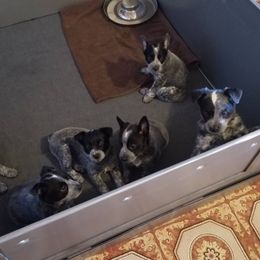 Australian Cattle Dog Puppies from Piney River Cattle Dogs