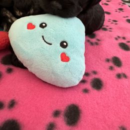 Miniature Schnauzer Puppies from Connie's Mini Schnauzer’s