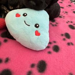 Miniature Schnauzer Puppies from Connie's Mini Schnauzer’s