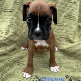 Stevie - Fawn male Boxer puppy in Cicero, New York from MK Boxer Haven of CNY