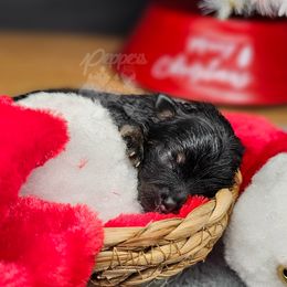 Pepper's Walking The Wire - Black and tan male Pomeranian puppy in Plant City, Florida from Pepper's Pomeranians