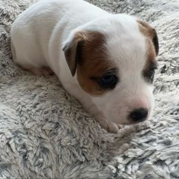 Girl 3 - female Jack Russell Terrier puppy in Myersville, Maryland from Brigadoon Farm