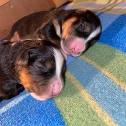 Australian Shepherd Puppies from Sweets' Cattle Co and Australian Shepherds