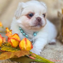 Princess blue collar - Cream male Pekingese puppy in Conroe, Texas from SFLK