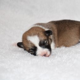 Cinnamon - Sable female Pembroke Welsh Corgi puppy in Paradise, Texas from Corgis in Paradise
