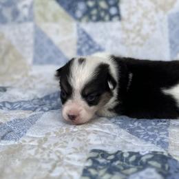 Indy-Natural bobtail Mismark - White and black male Pembroke Welsh Corgi puppy in Hope, Arkansas from Foxy Knoll Farm