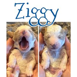 Ziggy - Parti male Poodle puppy in Chattanooga, Tennessee from Scenic City Doodles