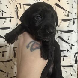 Boy 3 - Black male Dachshund puppy in Richwood, West Virginia from Wild and Wonderful Wieners