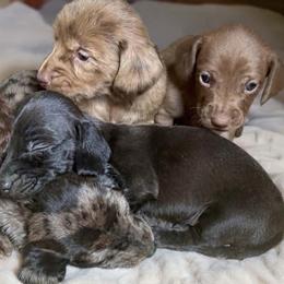Dachshund puppies from Freckled Roots Farm Dachshunds