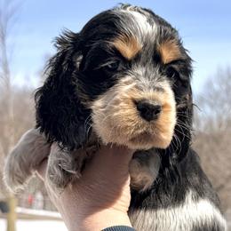 Tennessee - Tri-Roan female English Springer Spaniel puppy in Bay City, Wisconsin from Springer Hills Farm