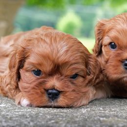 Cavalier King Charles Spaniel Puppies from Capall Cavaliers