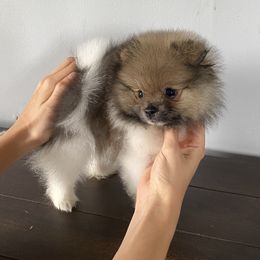 Pomeranian Puppies from Summer Set Poms