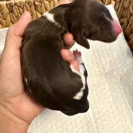 Yellow collar - Brown and white female Bernedoodle puppy in Marlow, Oklahoma from Crider’s Critters