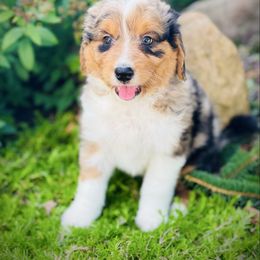 Stunner - Blue merle female Aussiedoodle puppy in Ohio from Holley Doodles