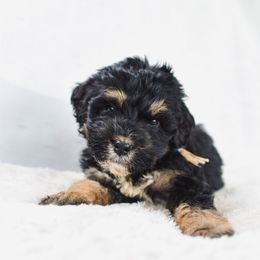 Aussiedoodle, Australian Labradoodle, Bernedoodle, and Golden Retriever Puppies from Golden Light Puppies