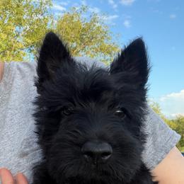 Boy 3-Black - Black male Scottish Terrier puppy in Nickelsville, Virginia from Pecan Creek