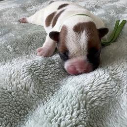 Boy 2 - Fawn male French Bulldog puppy in Galt, California from The three little frenchies