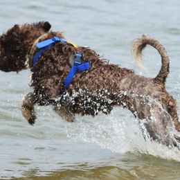 Portuguese Water Dogs from Mariposa PWDs