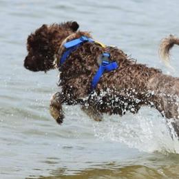 Portuguese Water Dogs from Mariposa PWDs